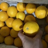 マイヤーレモン、大き目黄色